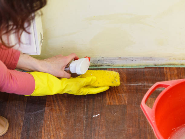 Mold Remediation for Rental Properties in South Dos Palos, CA